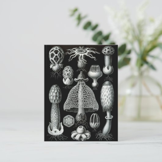 Fungi Briefkaart (Staand voorkant)