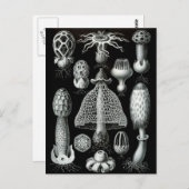 Fungi Briefkaart (Voorkant / Achterkant)