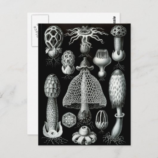 Fungi Briefkaart (Voorkant / Achterkant)