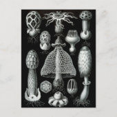 Fungi Briefkaart (Voorkant)