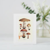 Fungi Briefkaart (Staand voorkant)