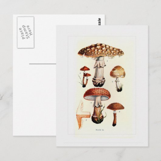 Fungi Briefkaart (Voorkant / Achterkant)