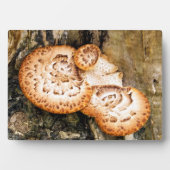 FUNGI FOTOPLAAT (voorkant)