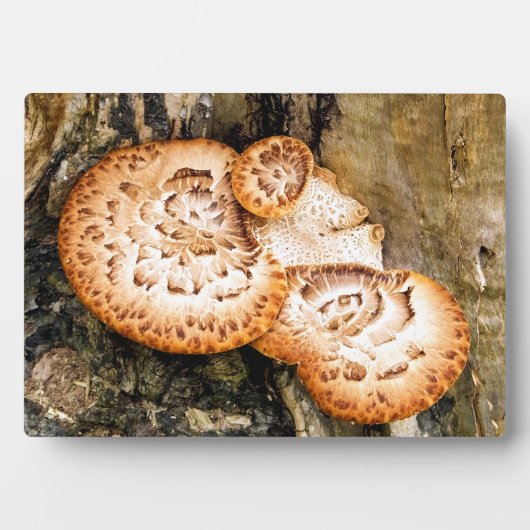 FUNGI FOTOPLAAT (voorkant)