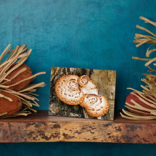 FUNGI FOTOPLAAT (Zijkant)