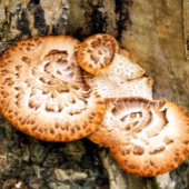 FUNGI GLAS