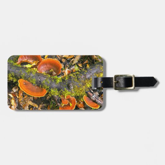 Fungi groeit op bijkantoren, de Knysna-Amatole Bagagelabel (Voorkant horizontaal)