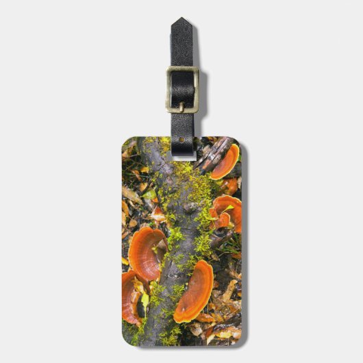 Fungi groeit op bijkantoren, de Knysna-Amatole Bagagelabel (Voorkant verticaal)