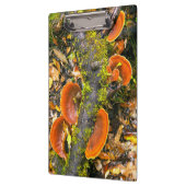 Fungi groeit op bijkantoren, de Knysna-Amatole Klembord (Links)