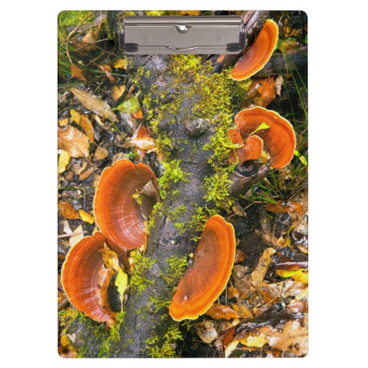 Fungi groeit op bijkantoren, de Knysna-Amatole Klembord (Voorkant)