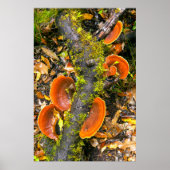 Fungi groeit op bijkantoren, de Knysna-Amatole Poster (Voorkant)