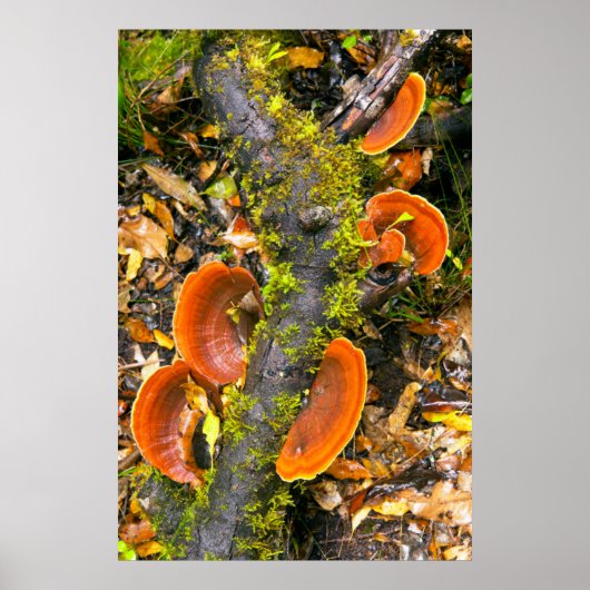 Fungi groeit op bijkantoren, de Knysna-Amatole Poster (Voorkant)