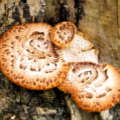 FUNGI LEGPUZZEL