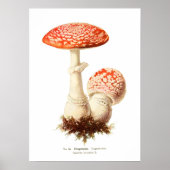 Fungi Poster (Voorkant)