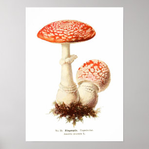Fungi Poster