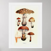 Fungi Poster (Voorkant)