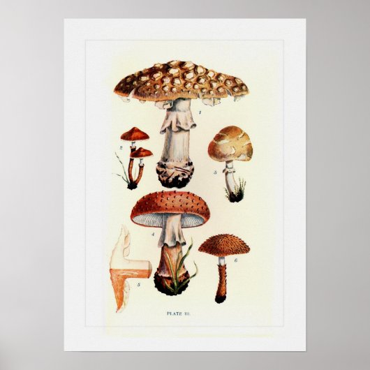 Fungi Poster (Voorkant)