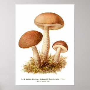 Fungi Poster