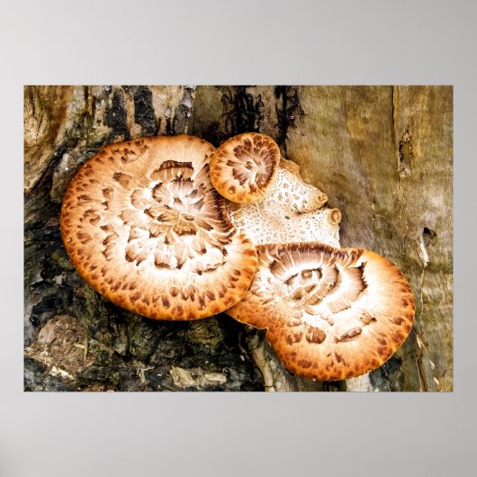 FUNGI POSTER (Voorkant)