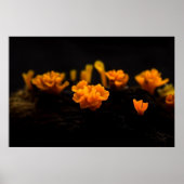 Fungi Poster (Voorkant)