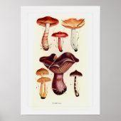 Fungi Poster (Voorkant)