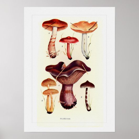 Fungi Poster (Voorkant)