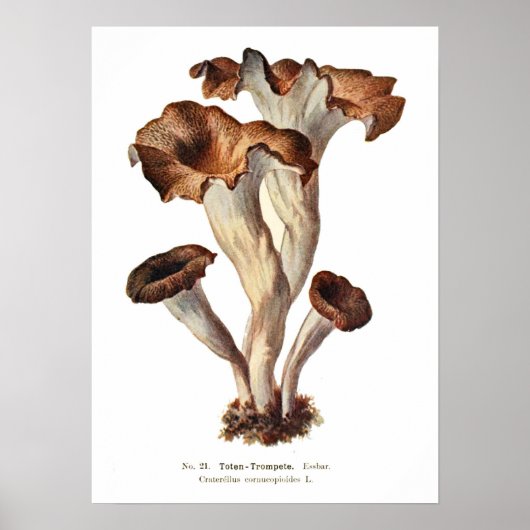 Fungi Poster (Voorkant)