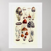 Fungi Poster (Voorkant)