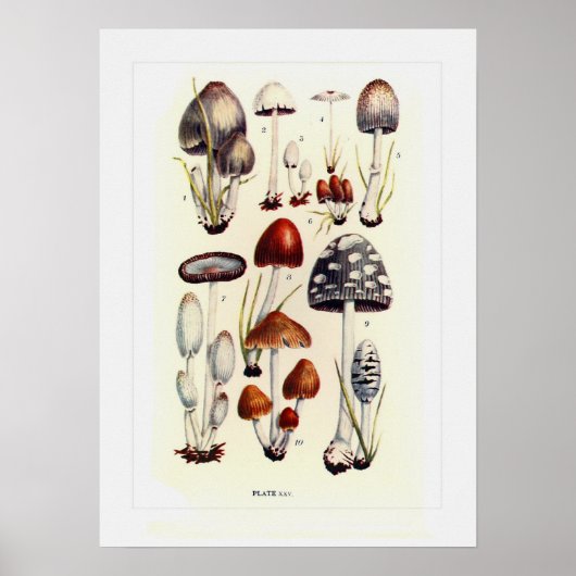 Fungi Poster (Voorkant)