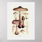 Fungi Poster (Voorkant)