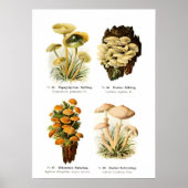 Fungi Poster (Voorkant)