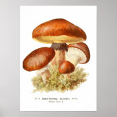 Fungi Poster (Voorkant)