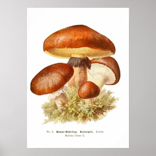 Fungi Poster (Voorkant)