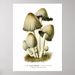 Fungi Poster