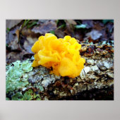 Fungi Tremella Mesenterica Poster (Voorkant)