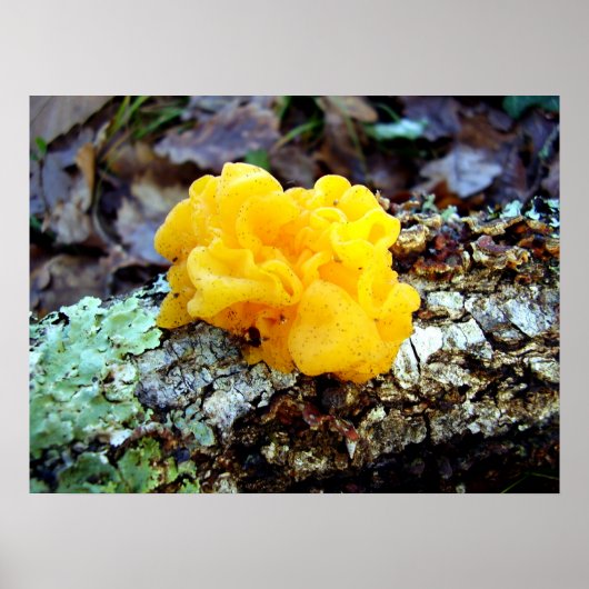 Fungi Tremella Mesenterica Poster (Voorkant)