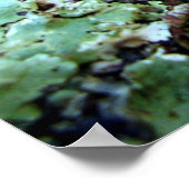 Fungi Tremella Mesenterica Poster (Hoek)