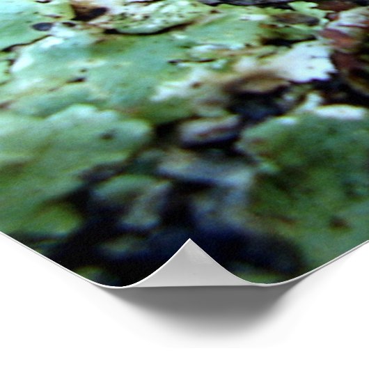 Fungi Tremella Mesenterica Poster (Hoek)