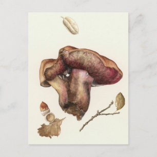 Fungus Briefkaart