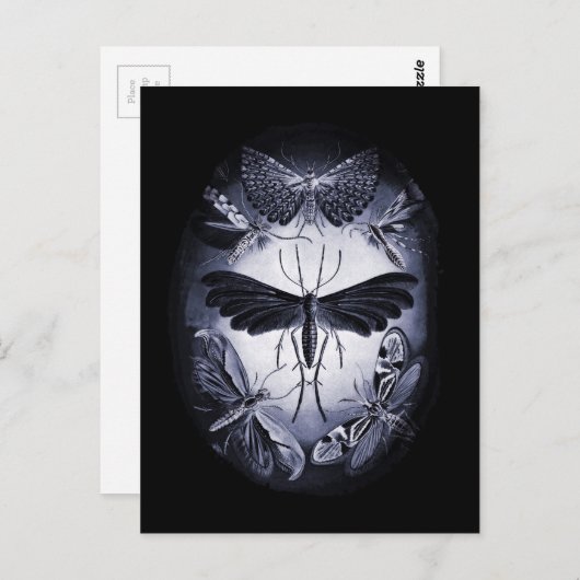 Fungus Moths in Twighlight Briefkaart (Voorkant / Achterkant)