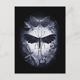 Fungus Moths in Twighlight Briefkaart