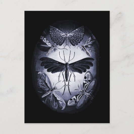 Fungus Moths in Twighlight Briefkaart (Voorkant)