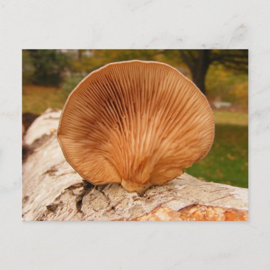 Fungus op berk ~ briefkaart (Voorkant)