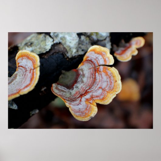 Fungus op een filiaal poster (Voorkant)