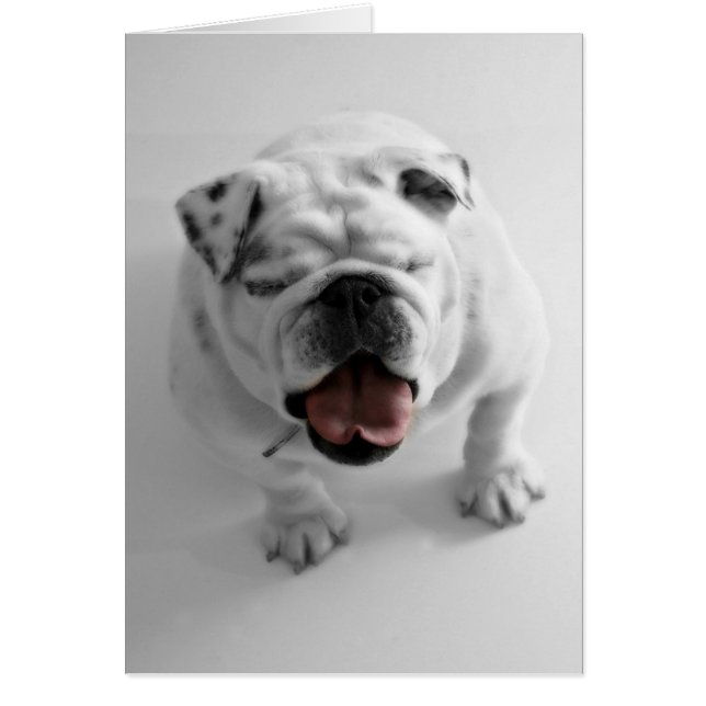 Funky Bulldog Blank Card (Voorkant)