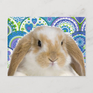 Funky Bunny Briefkaart