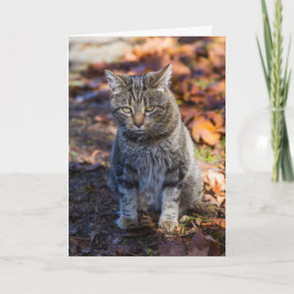 Funky Cat Gevouwen Wenskaart Kaart