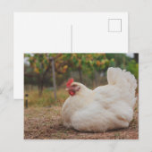 Funky Chicken Hen Hy-Line Silver Brown Briefkaart (Voorkant / Achterkant)