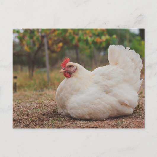 Funky Chicken Hen Hy-Line Silver Brown Briefkaart (Voorkant)