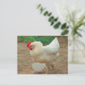 Funky Chicken Hen Hy-Line Silver Brown Briefkaart (Staand voorkant)